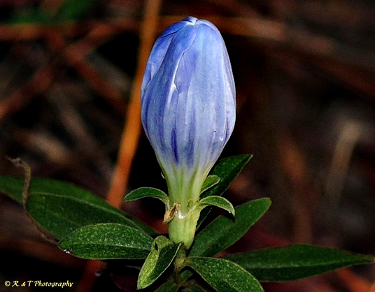 {Gentiana saponaria}
